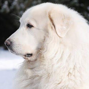 Meet your Posher, Aidan